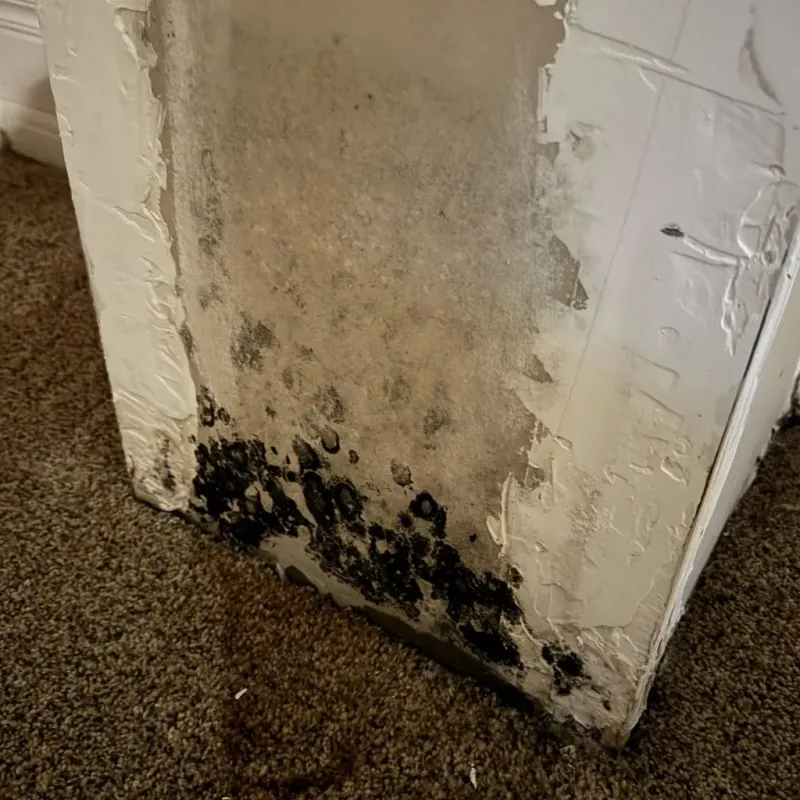 Professional Mold Removal in Greene County, TN